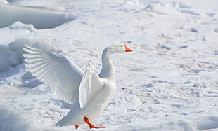 white goose in ice land during daytime