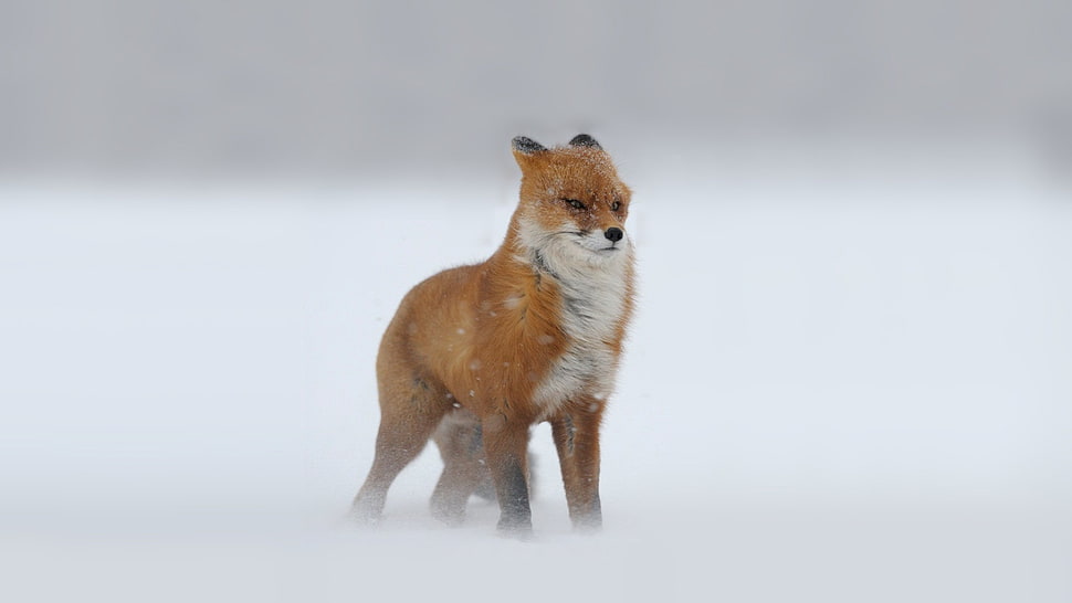 brown fox, snow, fox HD wallpaper