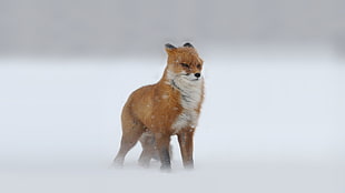 brown fox, snow, fox