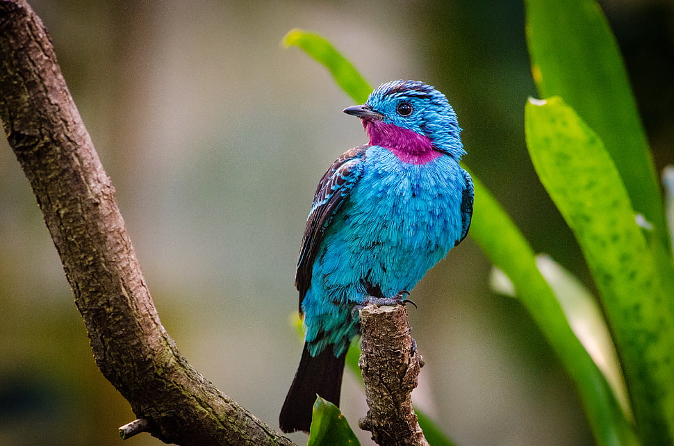 blue and purple bird on tree branch HD wallpaper