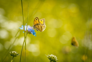 selective focus photo of butterfly hovering on flower