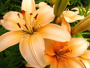 closeup photography of yellow Lilies