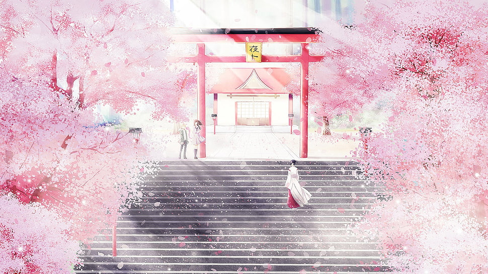 pink cherry blossoms, Noragami, cherry blossom, cherry trees, shrine HD wallpaper