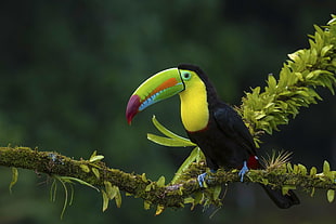 black and green tucan bird, birds, animals, plants, toucans