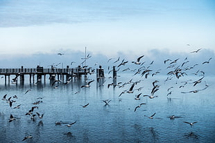 white bird lot, Gulls, Pier, Sea HD wallpaper