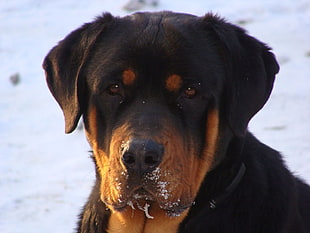 photo of black and brown short-coated dog