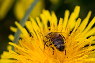 selective focus of bee on flower HD wallpaper