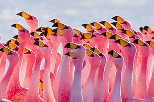 flock of Flamingos looking right closeup photography