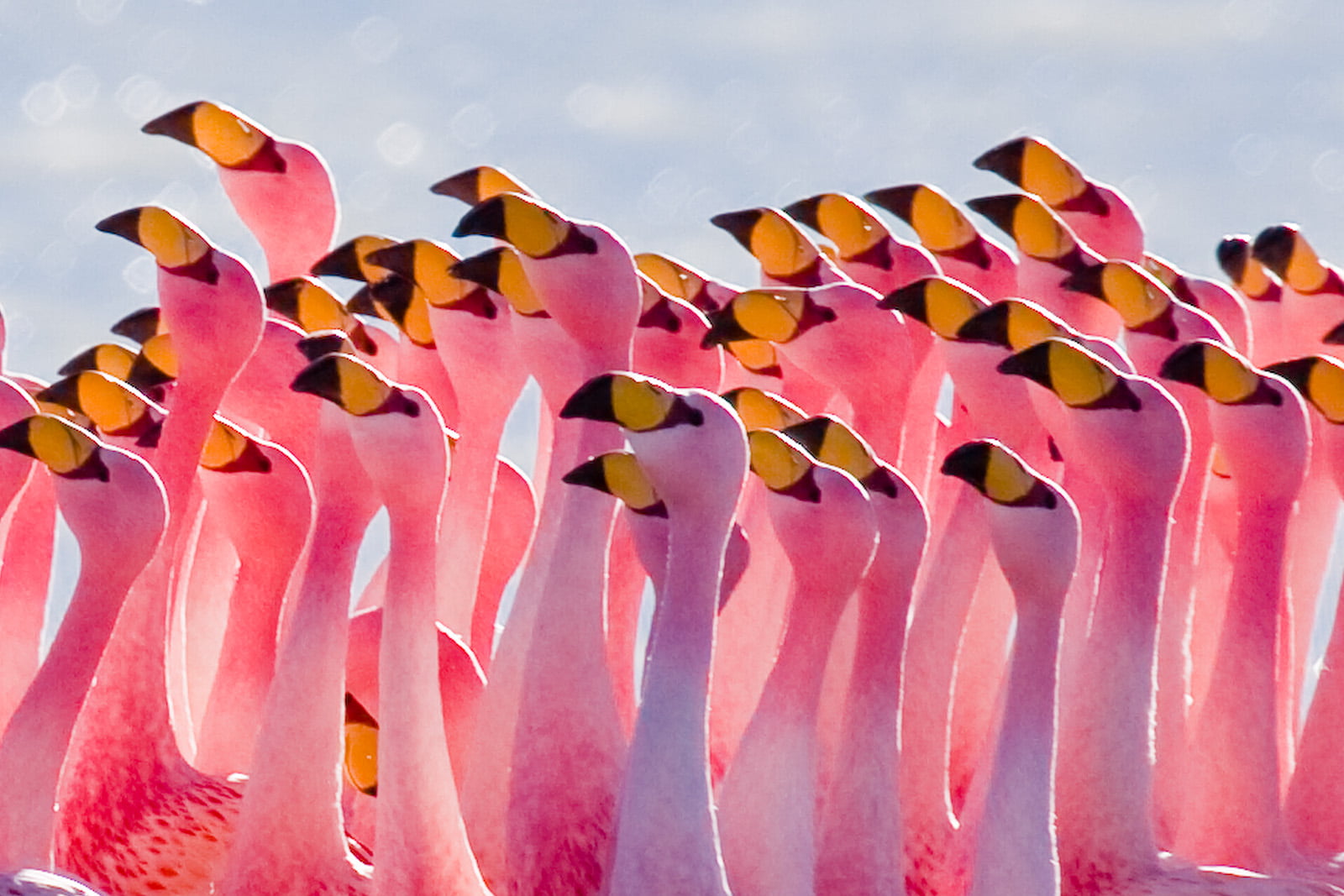 flock of Flamingos looking right closeup photography