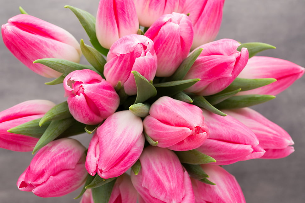 pink-and-white bouquet of tulip flower in selective focus photography HD wallpaper