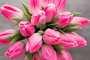 pink-and-white bouquet of tulip flower in selective focus photography