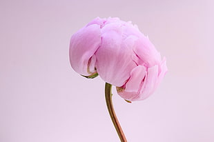 pink peony flower bud, flowers, plants, macro