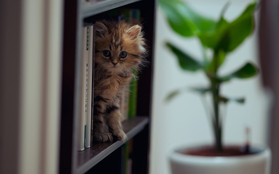 shallow focus photography of orange kitten on bookshelf HD wallpaper
