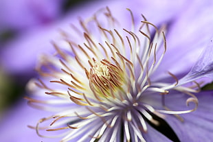 selective focus closeup photography of a purple chrysanthemum HD wallpaper