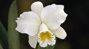 white flower in close-up photography