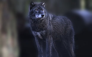 black wolf, animals, wolf