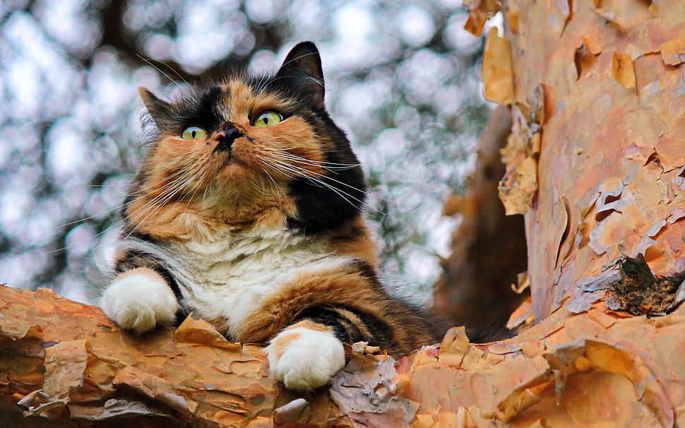 tan, black and white cat on tree HD wallpaper