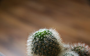 green cactus