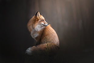brown fox, fox, landscape, animals HD wallpaper