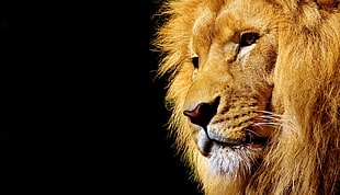 photo of brown male lion