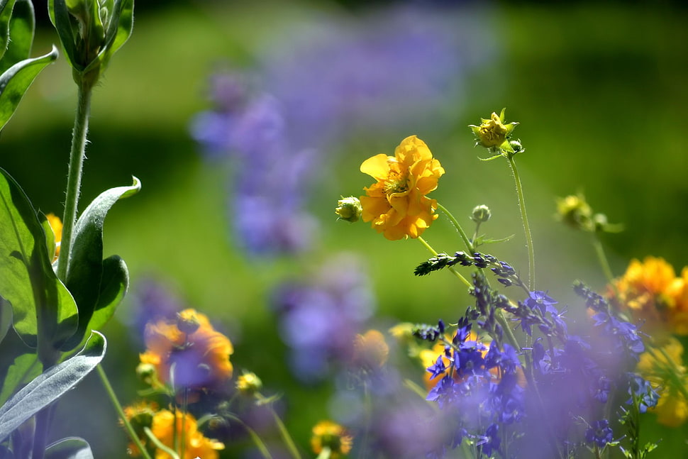 yellow petaled flower, spring, flowers, rain, fresh HD wallpaper