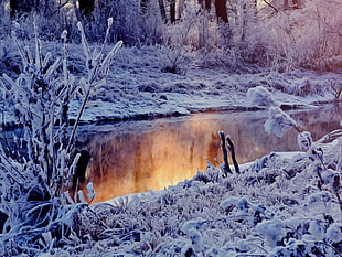 landscape photography of snowy forest and river
