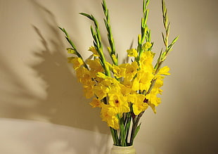 yellow Gladiolus flowers closeup photo