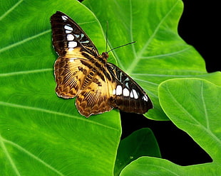 brown and black butterfly on green leaf HD wallpaper