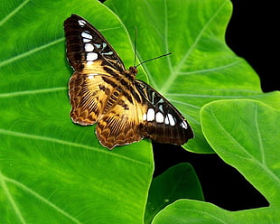 brown and black butterfly on green leaf