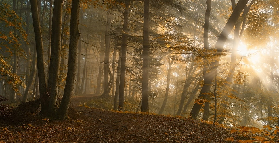 sunshine across the forest HD wallpaper