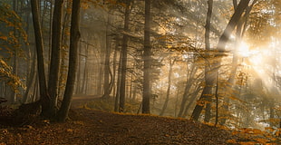 sunshine across the forest