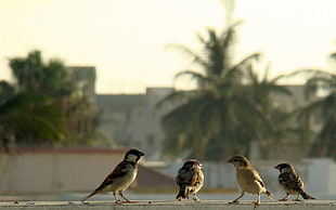 four brown sparrows