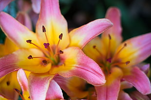 selective focus photo of pink Lilies HD wallpaper