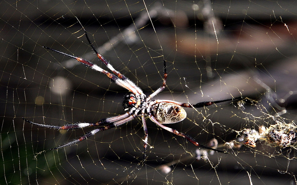 brown and black Argiope Spider HD wallpaper