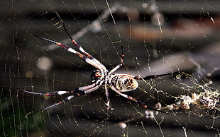 brown and black Argiope Spider