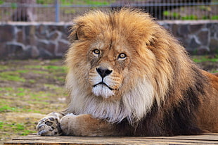 adult Lion outdoor during daytime HD wallpaper