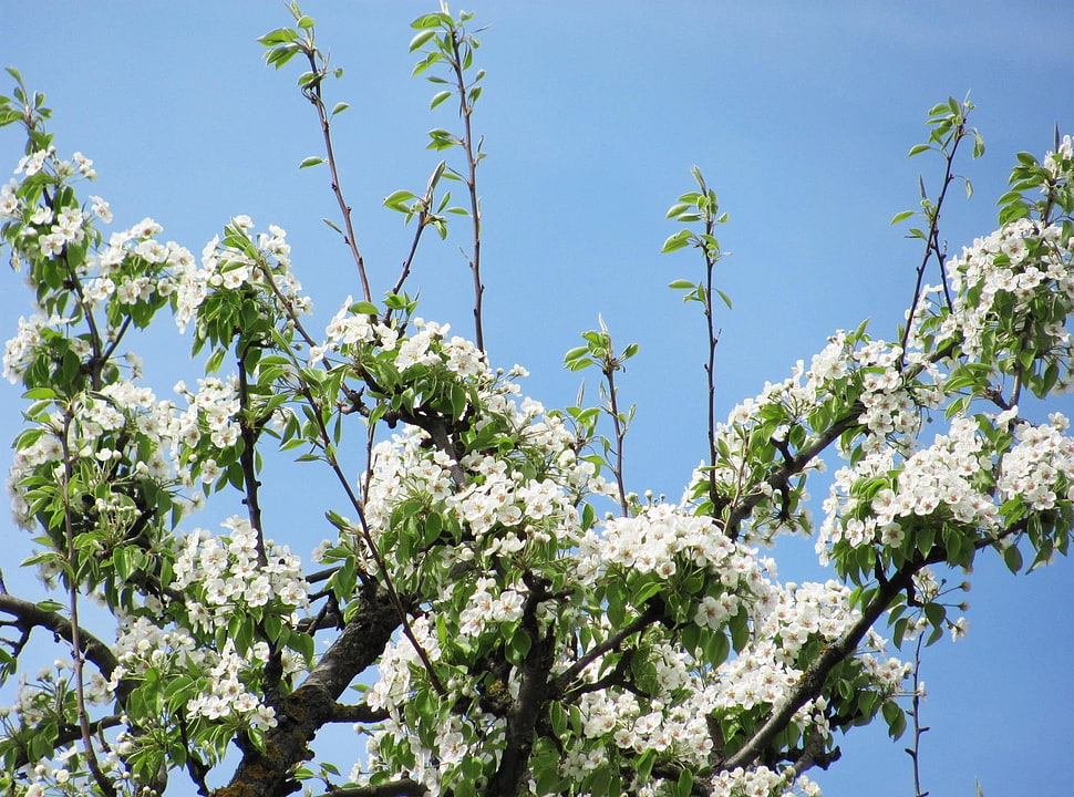 white flowers HD wallpaper