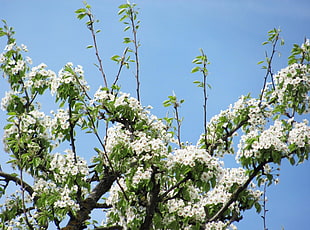white flowers HD wallpaper