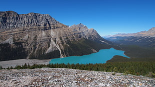 mountain near the body of water surrounded with green trees, peyto lake