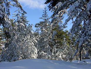 alp pine tree HD wallpaper
