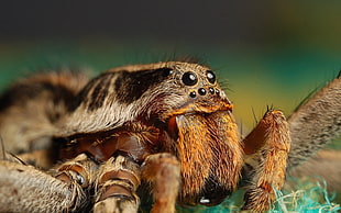 brown furry spider HD wallpaper