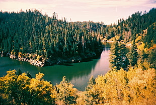 green forest and lakie, blue ridge reservoir HD wallpaper