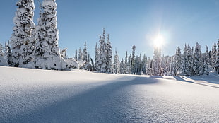 snow coated trees during daytime in landscape photography