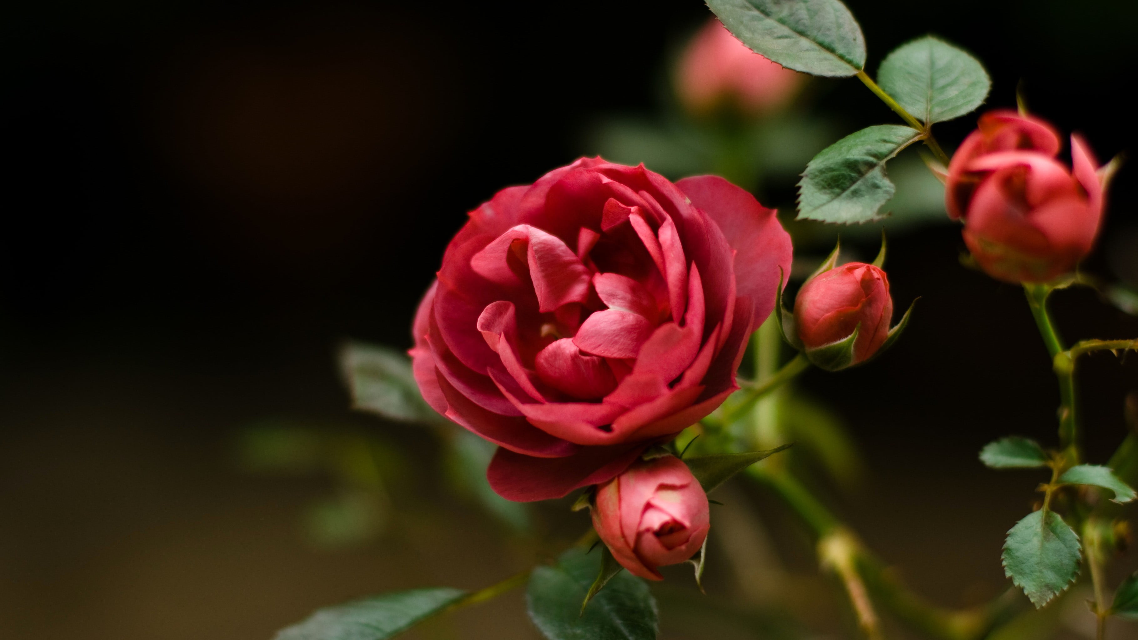 red rose, rose, flowers, plants