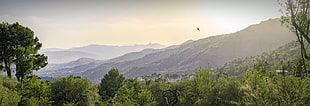 landscape photography of forest and mountain during day time, swallow