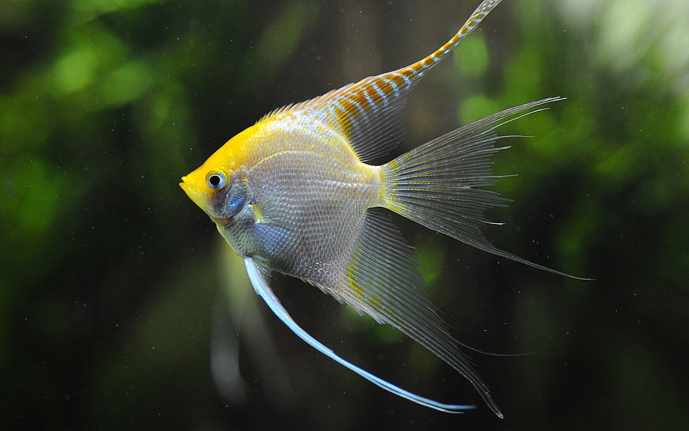 yellow fish HD wallpaper