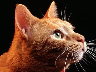 close up photo of orange Tabby cat face