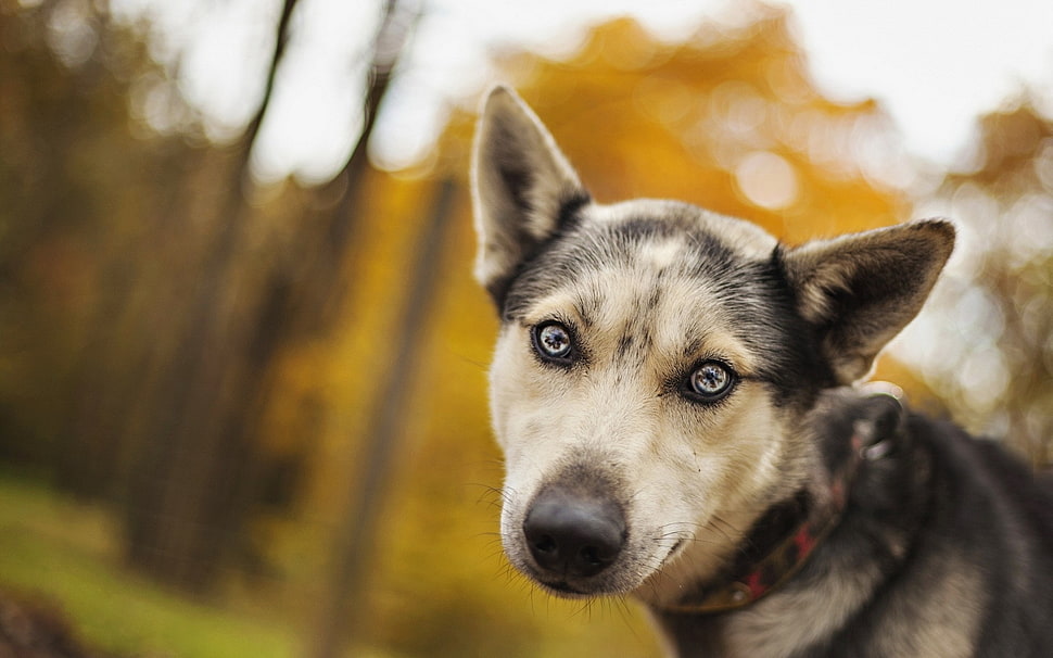 selective focus photography of wolf HD wallpaper
