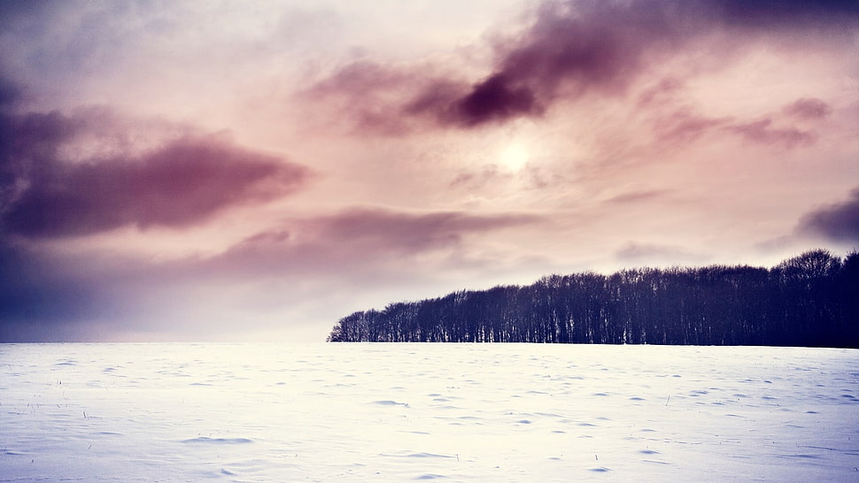 silhouette of trees, forest, clouds, snow, winter HD wallpaper