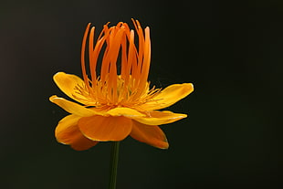 yellow buttercup flower, orange